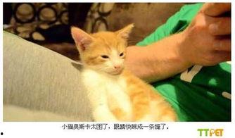 小猫有趣爆料视频下载,小猫趣味爆料视频集锦  第1张
